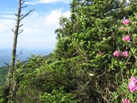 Cloudland Trail View