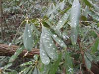 Snow on the Rhododendron