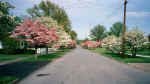 Elizabethton Dogwoods