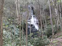 Coon Den Falls trees