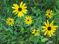 Black Eyed Susans