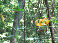Carolina Lily along Appalachian Trail