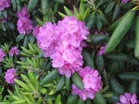 Catawba Rhododendron - Roan Mountain
