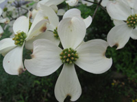 Dogwood Flowers - Elizabethton