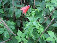 Gray's Lily - a rare plant