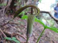 Jack in the Pulpit - Roan Mountain