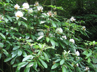 Rosebay Rhododendron in bloom