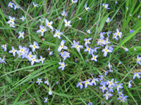 Bluets on Roan Mountain