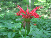 Bee Balm along Appalachian Trail