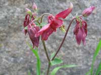 Flowers in Laurel Fork Gorge